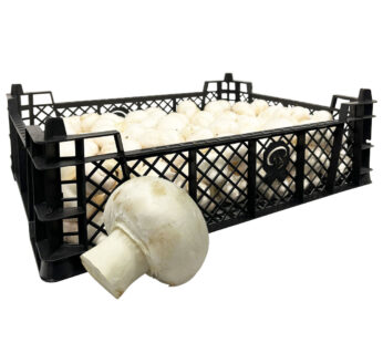 Champignons klein 3kg